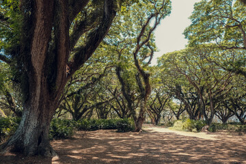 Many giant rain tree, Chamchuri or monkey pod tree. Magical beautiful green park