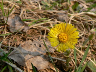 spring young yellow flowers mother and stepmother close-up, plant natural background with copy space, Tussilago farfara, Selective focus