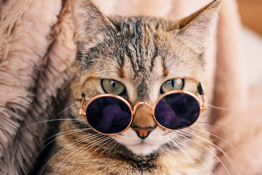 Domestic red cat in sunglasses against a brown plaid. Cat looking at the camera.
