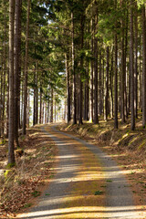 Forest road in South Czechia. Early spring.