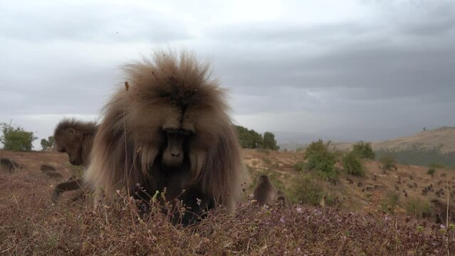 adult, africa, alpha, animal, ape, baboon, bleeding-heart, closeup, coat, debre, ethiopia, face, fauna, fur, furry, gelada, grasslands, hair, hairy, highland, light, male, mammal, mane, monkey, mounta