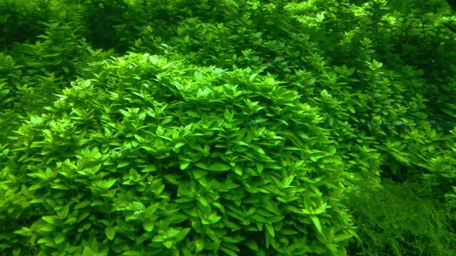 Small fish swim at the bottom of the green aquarium. Underwater photography
