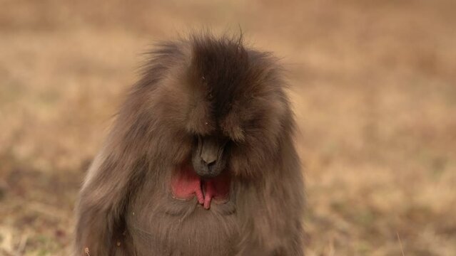 adult, africa, alpha, animal, ape, baboon, bleeding-heart, closeup, coat, debre, ethiopia, face, fauna, fur, furry, gelada, grasslands, hair, hairy, highland, light, male, mammal, mane, monkey, mounta