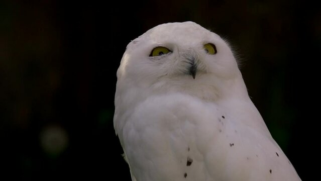 Portrait of a young snow owl