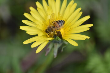 Puste Blume
