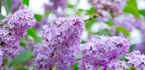 Branch with spring lilac flowers in garden isolated on green.