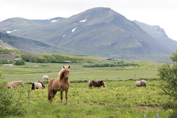 Islandpferde auf einer Koppel nahe Borgarnes
