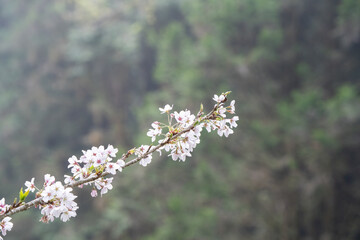 Beautiful Yoshino Sakura Cherry Blossom is blooming with sprout in Alishan National Forest Recreation Area in Taiwan.
