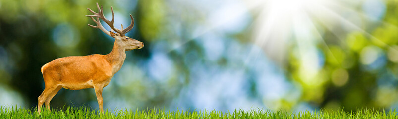  Portrait Of Lonely Deer With Big Antlers At Sunrise Background.