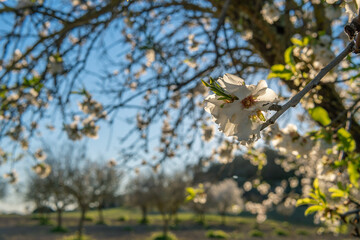 White blossoms of an almond tree, Prunus dulcis
