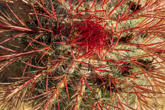Cactus on the promenade of Colonia de Sant Jordi