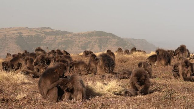 Gelada baboon monkey, Theropithecus gelada, in nature habitat, Simien Mountains NP, Ethiopia. Primate from east Africa in the grass meadow, feeding. Wildlife nature in Ethiopia. Animal behaviour.