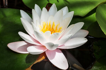 Water lily or nymphaeum flower in a pond