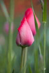 Naklejka premium Rote Tulpen im Beet