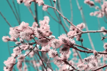 Acrylic prints Turquoise Toned gentle pink pussy-willow buds high up in the blue sky. Spring nature and plants backgrounds