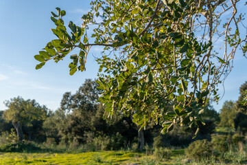 Field of carob trees, Ceratonia siliqua, at sunset