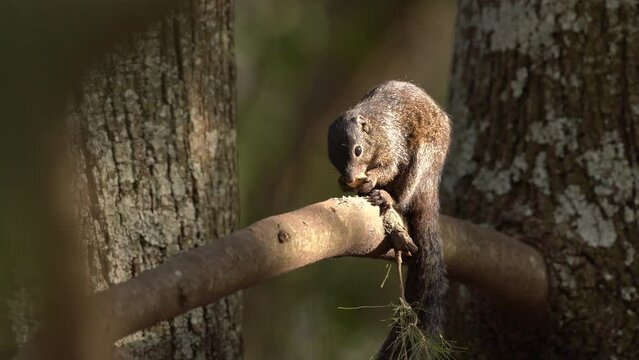 Gambian sun squirrel, Heliosciurus gambianus, species of rodent in family Sciuridae. Animal fedeing on the tree, Lake Awassa in Ethiopia. Squirrel, wildlife nature in Ethiopia.