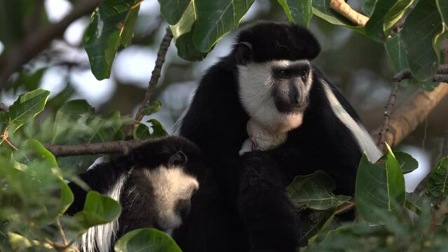 Mantled guereza, Colobus guereza, Harenna Forest, Bale Mountains NP, in Ethiopia. Black and white monkey from east Africa. Animal with young baby, mother care. Wildlife nature from Ethiopia. 