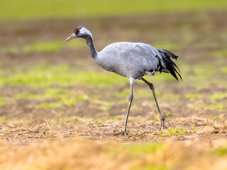 Common crane walking in agricultural field
