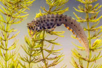 Common newt amhibian in freshwater habitat