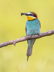European Bee Eater perched on Branch with insect