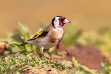 European goldfinch Perched in Green Vegetation
