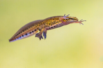 Male Palmate newt swimming in natural aquatic habitat - obrazy, fototapety, plakaty