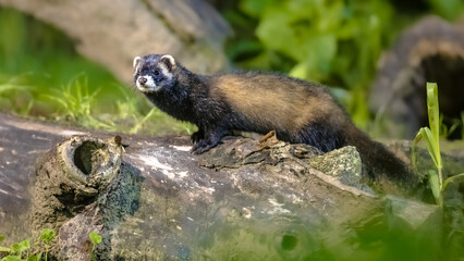 Polecat on trunk in forest at night