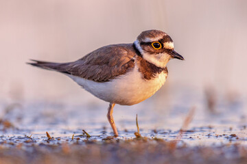 Little Ringed Plover running on bank
