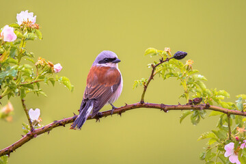 Red Backed Shrike perched on branch