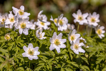 Wood anemone flowers in march