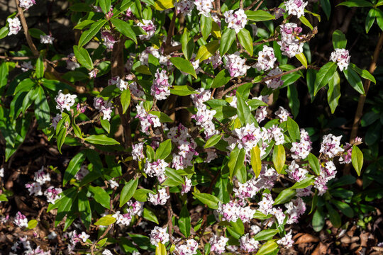 Daphne bholua 'Jacqueline Postill' an evergreen winter and spring flowering plant shrub with a pink springtime flower, stock photo image