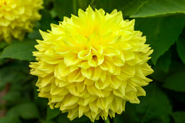 Dahlia 'Ryecroft Magnum' a summer autumn flowering plant with a yellow summertime flower,  stock photo image
