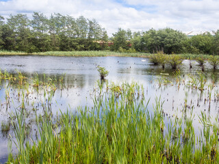 Falkirk wetlands, Falkirk, Scotland, UK