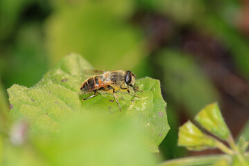 honey bee photo in natural pumpkin flower