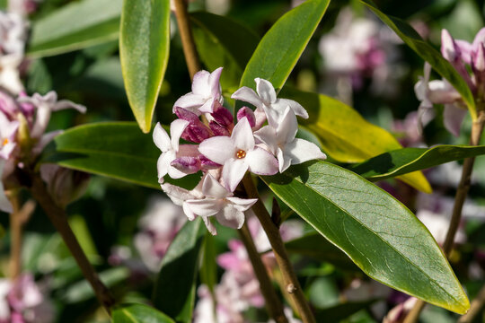 Daphne bholua 'Spring Beauty' an evergreen winter and spring flowering plant shrub with a pink springtime flower, stock photo image
