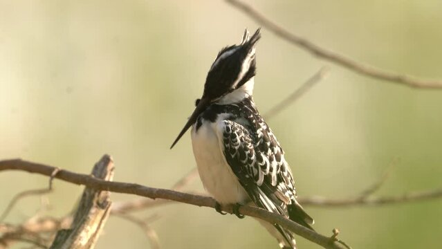 Pied Kingfisher, Ceryle rudis, evening light with . Black and white bird sitting in the branch during sunrise with nice light, grass in the background, Mana Pools NP, Zimbabwe in Africa.