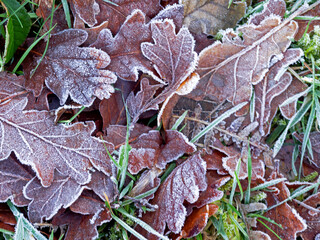 Frozen leaves and grasses after heavy frost, Redesmere, Cheshire, uk