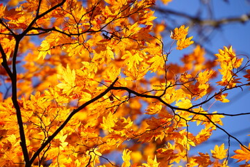 陽をあびて輝くカエデの紅葉