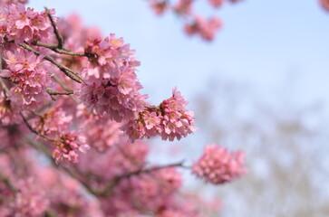 Pink cherry blossom in early February in London park. It is a sunny day with bright blue sky....