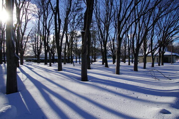 雪原に木々の影が長く伸びる