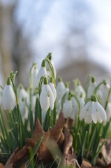 Snowdrops in the woods on a bright and sunny day. The white colours of these tender flowers shines so brightly in the green grass. There are some old browns fallen leaves from the previous autumn.