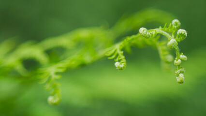 Macro de feuilles de fougère d'un vert intense, en période printanière, dans la forêt des...
