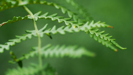 Macro de feuilles de fougère d'un vert intense, en période printanière, dans la forêt des...