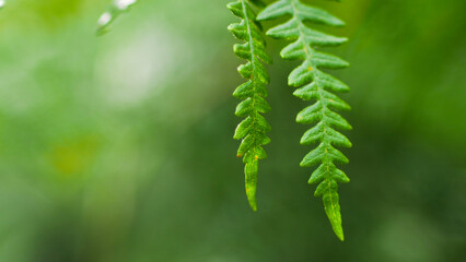 Macro de feuilles de fougère d'un vert intense, en période printanière, dans la forêt des...