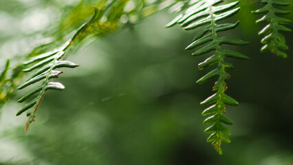 Macro de feuilles de fougère d'un vert intense, en période printanière, dans la forêt des Landes de Gascogne