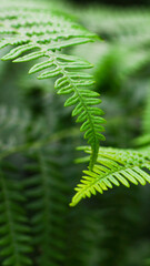 Fototapeta premium Macro de feuilles de fougère d'un vert intense, en période printanière, dans la forêt des Landes de Gascogne