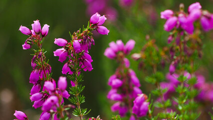 Macro de fleurs de bruyère, aux pétales roses