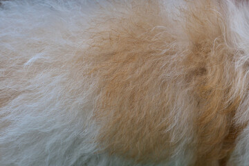Dog fur texture for background.