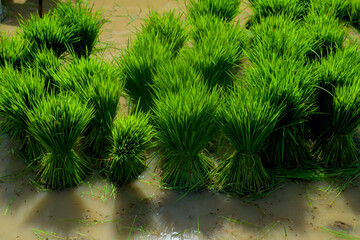 Rice plant in fields. Prepare for padding.